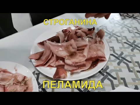 Видео: Строганина из Пеламиды. Реакция на строганину, пробуем в первый раз. Мастер-класс по строганине