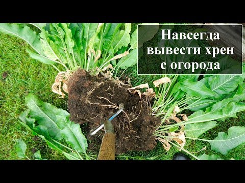 Видео: Как вывести хрен с огорода навсегда