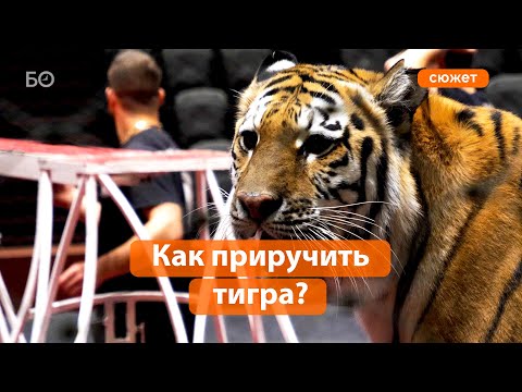 Видео: Ген хищника и полосатая «татарочка». Как дрессируют тигров