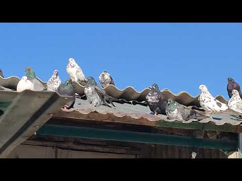 Видео: Николаевские голуби Драганова Виталия.