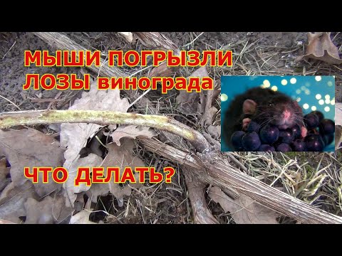 Видео: МЫШИ ПОГРЫЗЛИ ВИНОГРАД. Как спасти?