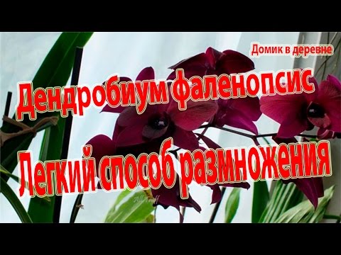 Видео: Дендробиум фаленопсис. Легкий способ размножения.