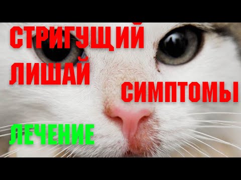 Видео: Кошачий стригущий лишай: симптомы, лечение и профилактика