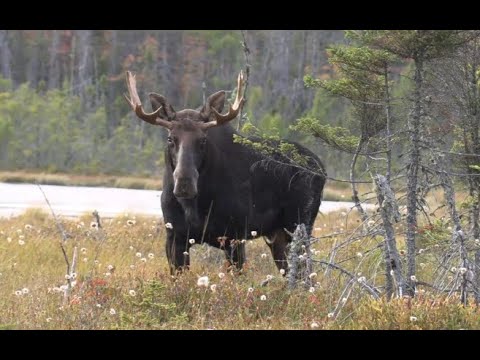 Видео: Женщина из Мэна — Большой бык побеждает лося! 2025 Гранд Шлем Булл