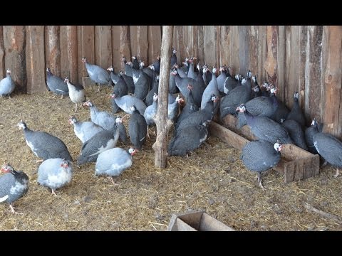 Видео: Содержание цесарок. Фермерское хозяйство Воложанина