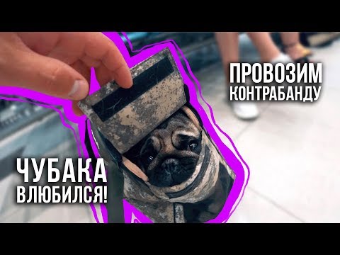 Видео: Провозим контрабанду / Чубака влюбился / Перелет с собакой / 18-20.06.19