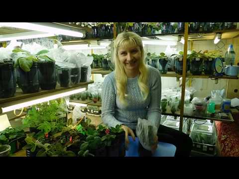 Видео: 🌱ГЛОКСИНИЯ НА ФИТИЛЬНОМ ПОЛИВЕ ! 🌱How to grow gloxinia