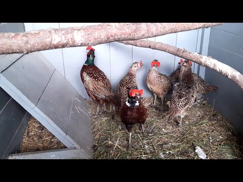 Видео: Охотничий фазан. Всё взрослое поголовье