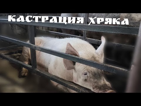 Видео: #Кастрация хряка#