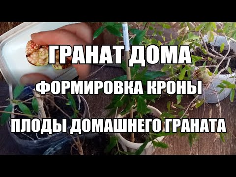 Видео: Домашний гранат выращивание формировки пышной кроны с 0 варианты. Плоды урожай граната дома