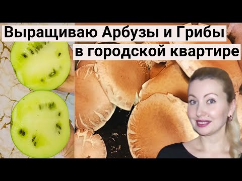 Видео: Огород На Балконе 2024. ВОТ ЭТО ДА! Выращиваю АРБУЗЫ, Грибы, Помидоры, Огурцы, Перец, Зелень, Салаты