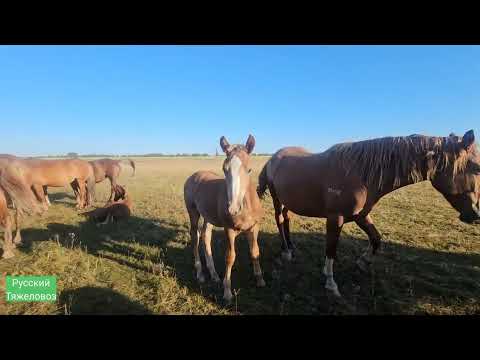 Видео: Утренний обзор табуна. Где зимует клещ? Ласковые жеребята.