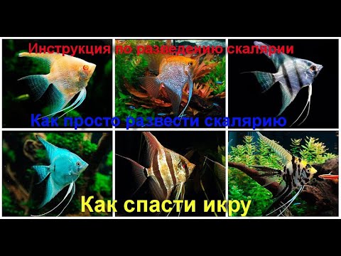 Видео: СКАЛЯРИИ. Как развести скалярий. ИНСТРУКЦИЯ по разведению. Как спасти икру.