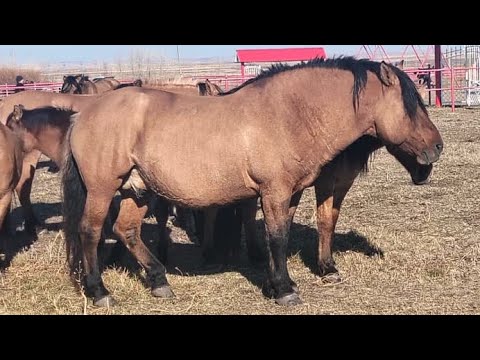 Видео: Мугалжар Жылкысы 