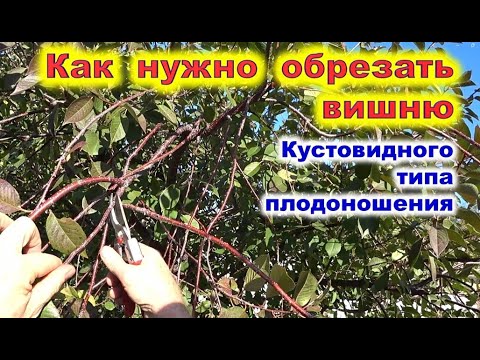Видео: ОБРЕЗКА ВИШНИ кустовидной. Как переформировать крону.