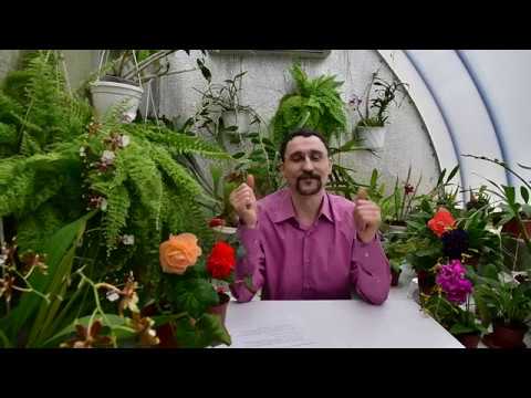 Видео: О карантине для приобретенных растений, санитарных условиях и профилактике