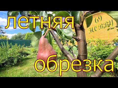 Видео: Особенности летней обрезки ГРУШИ! Убираем жировики  Когда, как и зачем!