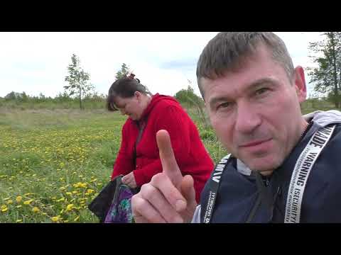 Видео: ОДУВАНЧИКИ!!! Мёд из одуванчиков! Сироп в чай МОРС! СУПЕР!