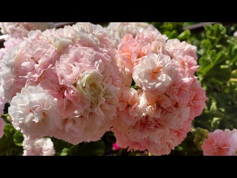 Видео: Пеларгония ,срезами из посылки.https://t.me/svetlanki_fichki/821