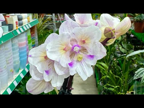 Видео: Сортовые орхидеи, редкие монстеры и алоказии в Садовом центре Агро-ОПТ Махачкала