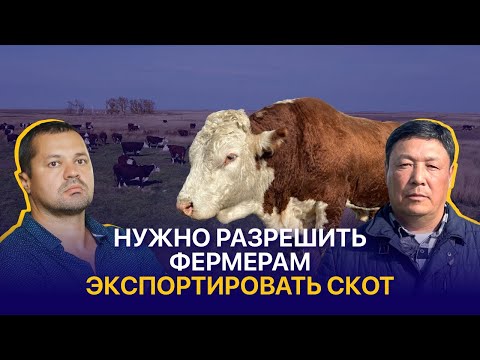 Видео: Самые выносливые быки Казахстана. Как выращивают QAZAQ AQBAS в Агро Ондрыс