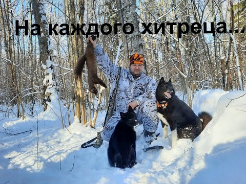 Видео: Охота с лайкой на куницу. На каждого хитреца...