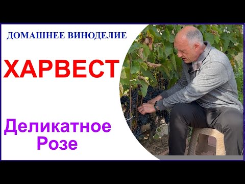 Видео: Харвест 2023. Праздник сбора урожая и немного о планах