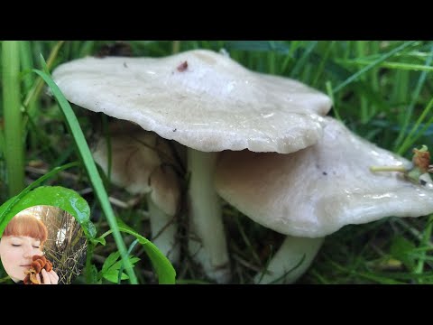 Видео: ЭНТОЛОМА САДОВАЯ: где растет, как отличить и как готовить. Entoloma clypeatum 2020
