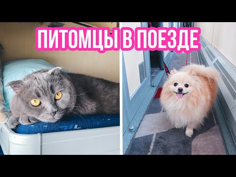 Видео: КОТИК И ПЕСИК ЕДУТ В ПОЕЗДЕ |  ПЕРЕЕЗД НА ПОЕЗДЕ С КОШКОЙ И СОБАКОЙ | Киса Баттерс и Шпиц Элис