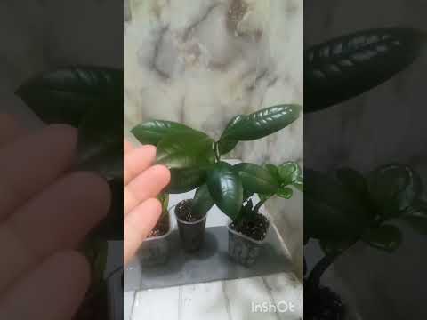 Видео: ЗАМИОКУЛЬКАС.ПЕРЕСАДКА. ЗЕНЗИ. Zamiokulkas boshqa tuvakka ko'chirish. #plants #zzplant #zamioculcas 