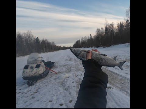 Видео: Подледная рыбалка на сига. #Зимняярыбалка#рыбалка #подледнаярыбалка#рыбалкасольда #сиг