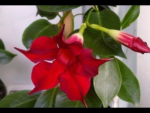 Видео: комнатные растения в мае (2018 год)