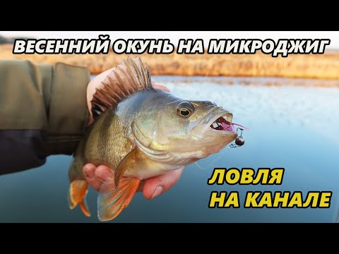 Видео: Весенний окунь на микроджиг. Ловля на канале