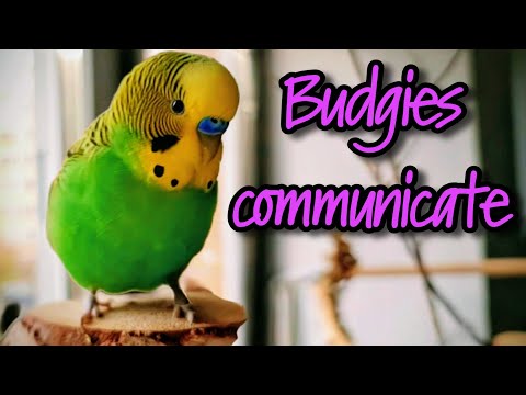 Видео: Budgies communicate / Волнистые попугайчики общаются 