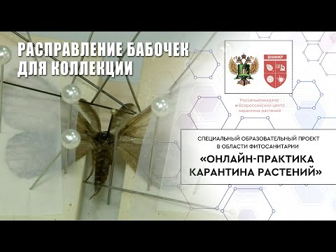 Видео: Расправление бабочек для коллекции