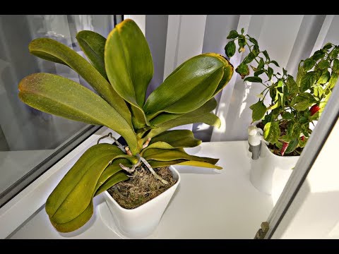 Видео: ОРХИДЕИ желтеют... Почему листья орхидеи пожелтели!!!