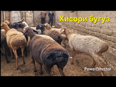 Видео: Стоп ✋️ савдо шудан тарафи н. Шуробод 