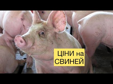 Видео: Що ТВОРИТЬСЯ🔥ЦІНИ на СВИНЕЙ,НАПІВТУШІ, Сало та Мясо