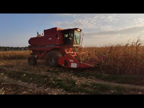 Видео: Кукурудза Monsanto за 130ц/га!!! Жатка OLIMAC DRAGO