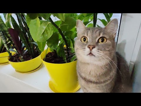 Видео: Всем привет! 
