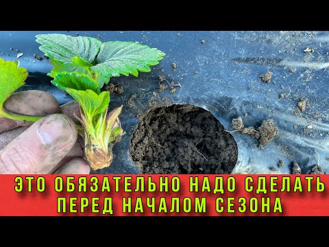 Видео: Что обязательно надо сделать пред началом работ на клубнике
