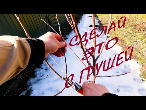Видео: ОБЯЗАТЕЛЬНО! сделайте это с ГРУШЕЙ весной для более раннего плодоношения! ОБРЕЗКА МОЛОДОЙ ГРУШИ!