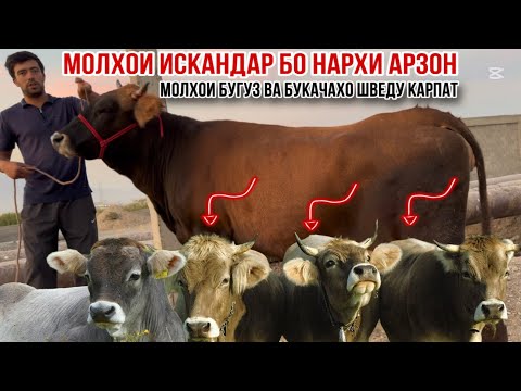 Видео: Молҳои Искандар бо нархи арзон 