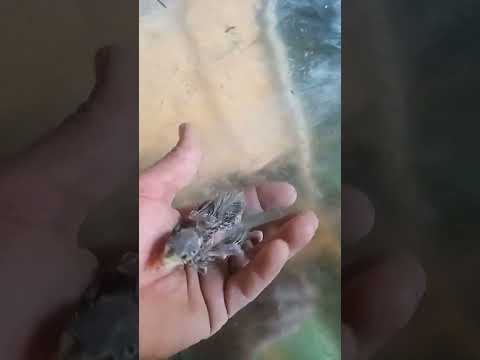 Видео: Бедана тухум малумот
