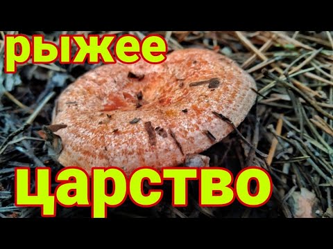 Видео: Нашел Поляны ЦАРСКИХ ГРИБОВ!!! Грибник в ШОКЕ. Сбор грибов 2023