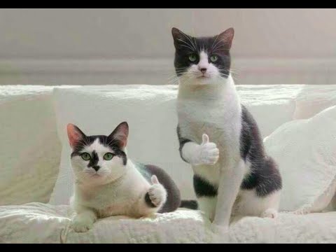 Видео: 😺 Коты рекомендуют! 🐈 Видео смешных котов и котят для хорошего настроения! 😻