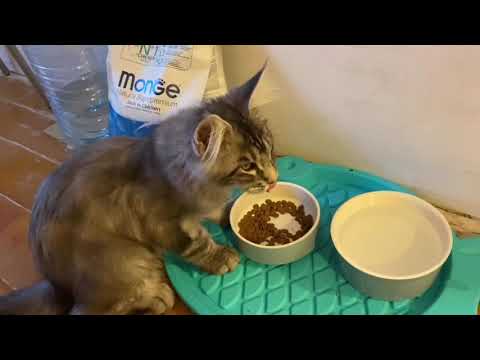 Видео: В нашем доме поселился замечательный Мейн-кун