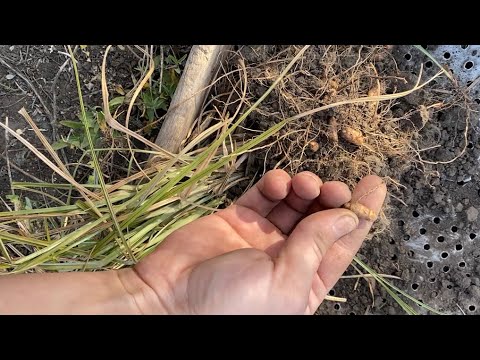 Видео: Сбор урожая чуфы (земляного ореха)