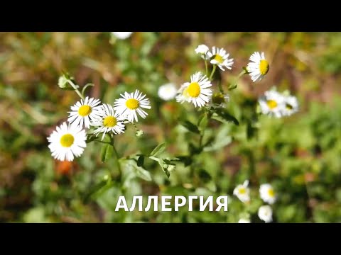 Видео: Как победить АЛЛЕРГИЮ?