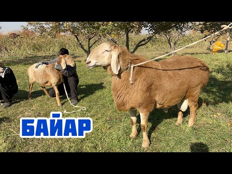 Видео: БАЙАРдын мощный баласы сатылат🤚🏼